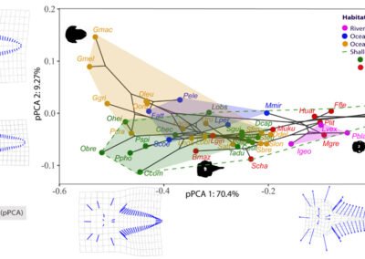 Paleoecología del delfín Pliopontos littoralis del Mioceno tardío